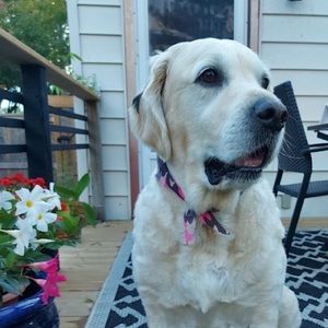 Meet your Posher, Neally